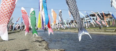 Koi banners